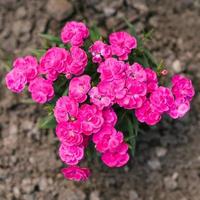 Pink mini carnation flowers in summer in the garden photo