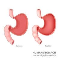 Human stomach in cartoon and realistic, Vector Illustration