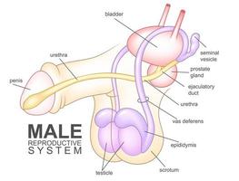 Male reproductive system, Vector Illustration