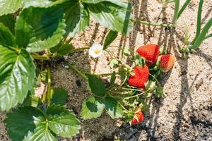 Sweet organic strawberries ripen in the garden photo