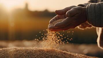 The hands of a farmer close up pour a handful of wheat grains in a wheat field. . photo