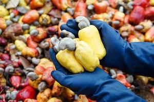 Closeup gardener hands holds yellow cashew apple fruits, Concept, agriculture crops. Check, inspect quality before being crop goods , production. Economic and export crops in Thailand. Seasonal fruits photo