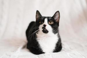 Cute black and white cat looking at the camera in bed photo