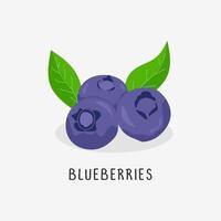 blueberries vector flat illustration, isolated on white background