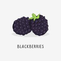 blackberries vector flat illustration, isolated on white background