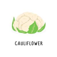 cauliflower vector flat illustration, isolated on white background