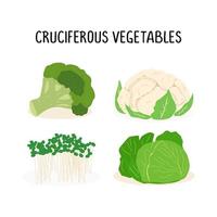 Cruciferous vegetables vector flat illustration set