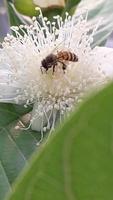 Biene auf ein Guave Blume video