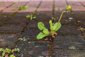 a dandelion bud between a sidewalk photo