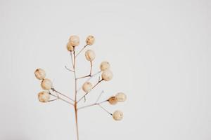 original exótico otoño árbol semillas en un ligero antecedentes foto