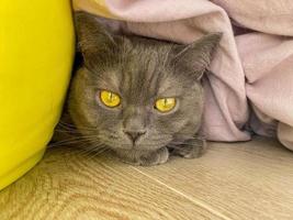 A gray cat with yellow eyes hides under a blanket on the floor. photo