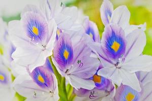 Colorful water hyacinth flowers closeup views. photo