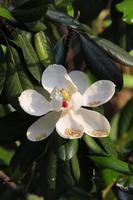 Magnolia flower blossomed on the deep green background. photo