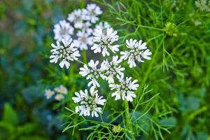 Cilantro flowers are blooming on the plant and that will produce coriander seeds. photo