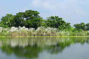 Natural scene of the forest of white kashful flowers Catkin flower near the river. photo