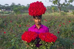Bangladesh December 07, 2017 A flower farmer in a village called Golap Gram near Dhaka is picking flowers from his garden to sell at Savar, Dhaka. photo
