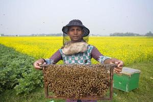 Bangladesh enero 31, 2018 un trabajador utilizando proteccion engranaje extraer miel desde un mostaza flor y muestra un abeja colmena desde un Colmena caja a munshigonj, dhaka. foto