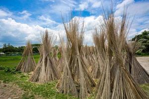 Lots of Jute sticks are Stack up for sun drying at Madhabdi, Narsingdi, Bangladesh. photo