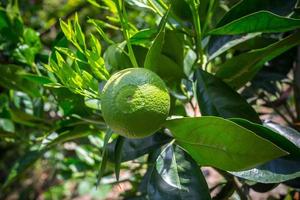 Green Malta Citrus, Bare 1 Sweet Malta Fruit hanging on tree in Bangladesh. photo