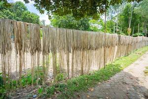 Jute fiber are kept hang on for sun drying at Madhabdi, Narsingdi, Bangladesh. photo