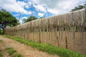 Jute fiber are kept hang on for sun drying at Madhabdi, Narsingdi, Bangladesh. photo