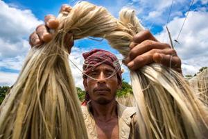 Bangladesh August 06, 2019 A Bangladeshi worker Showing wet jute fiber at Madhabdi, Narsingdi, Bangladesh. photo