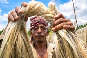 Bangladesh August 06, 2019 A Bangladeshi worker Showing wet jute fiber at Madhabdi, Narsingdi, Bangladesh. photo