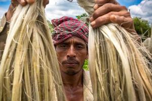 Bangladesh agosto 06, 2019 un bangladeshi trabajador demostración mojado yute fibra a madhabdi, narsingdi, bangladesh foto