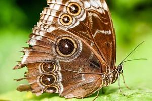 Butterfly close up photo