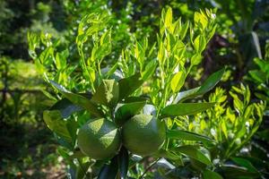 Green Malta Citrus, Bare-1 Sweet Malta Fruit hanging on tree in Bangladesh. photo