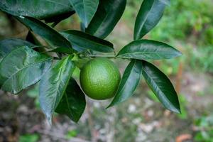 Green Malta Citrus hanging on tree in Bangladesh. photo