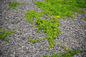 vida en el rocas salvaje pequeño rocas y verde vino planta vivo juntos. foto