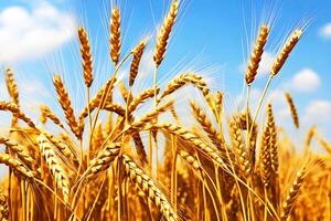 de cerca dorado trigo campo, generativo ai foto