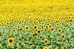 campo de girasoles en verano foto