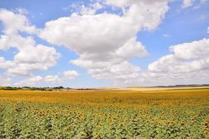 Scenic rural landscape photo