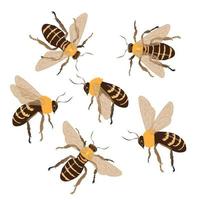 Set of honey bees on a white background from different sides. Vector cartoon, honey bee icon.