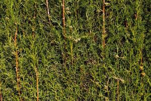 close-up  green coniferous thuja shrub forming a natural background photo