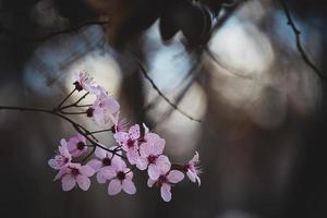 pink flowers on a cherry tree in spring in the warm rays of the sun photo