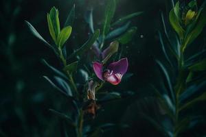 little gentle in the garden on the background of green leaves close-up photo