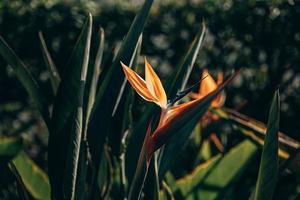 orange regal strelitzia in the garden in the warm rays of the sun photo