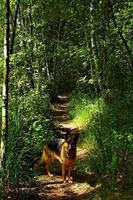 spring country road through a green forest photo