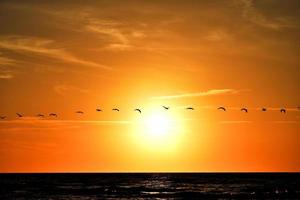 landscape with the setting sun at the Baltic Sea and the key of swans flying in the spring photo