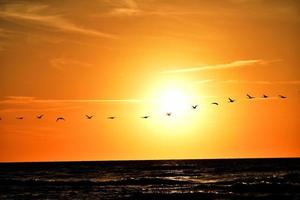 landscape with the setting sun at the Baltic Sea and the key of swans flying in the spring photo