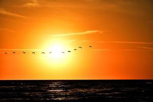 landscape with the setting sun at the Baltic Sea and the key of swans flying in the spring photo