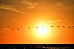 landscape with the setting sun at the Baltic Sea and the key of swans flying in the spring photo