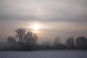 serene pastel winter morning with white snow and black trees and the sun piercing through the clouds in the sky photo