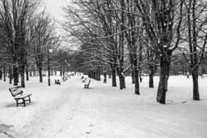 triste invierno blanco negro paisaje con arboles en el nieve en enero foto