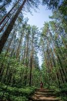 Small young girl figure in red cloth walking along path deep into majestic forest. Grand scale of nature and small human. Unity with nature, unplugged, hiking, resting on nature. Vertical orientation. photo