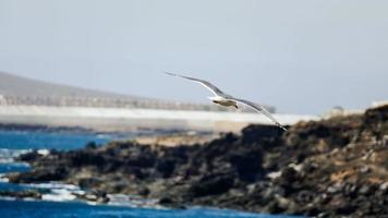 Scenic coastal view photo