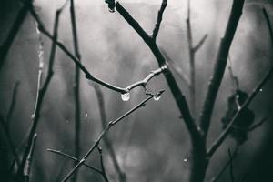 lonely leafless tree branches with drops of water after a November cold rain photo